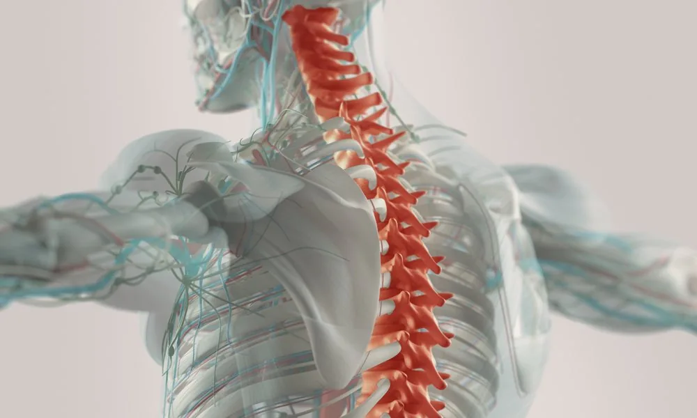 Exams & Consultations at Cedar Crest Chiropractic